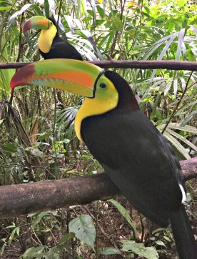 zoo-toucans